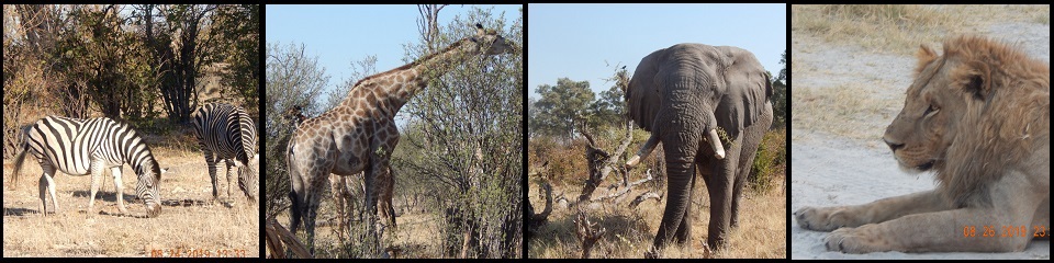 Adventures on Safari